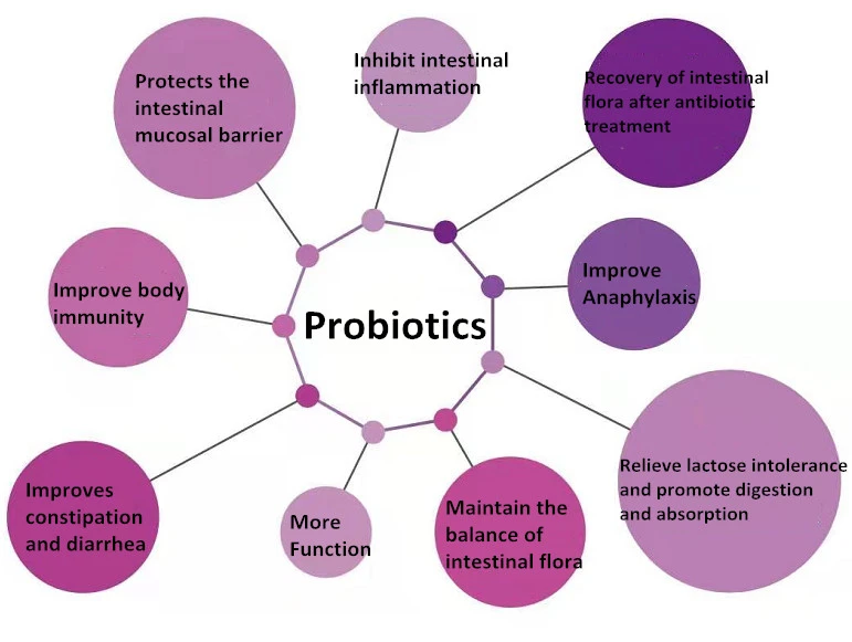 Bifidobacterium Bifidobacterium